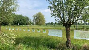 Veldwerken Sharon Burggraaf in 'het Binnenveld'.